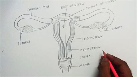 vagina zeichnen|How to draw Female Genitalia System step by step for beginners